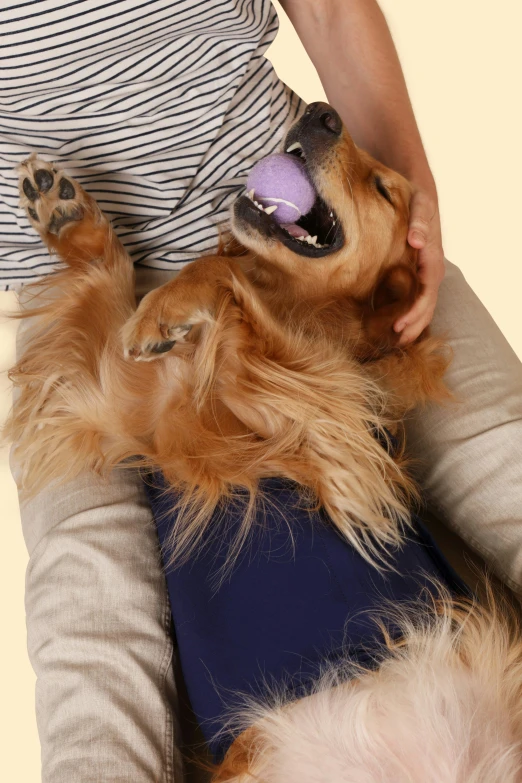 a person sitting on the floor petting a dog