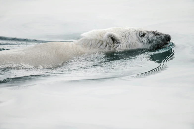 an image of polar bear floating in the water