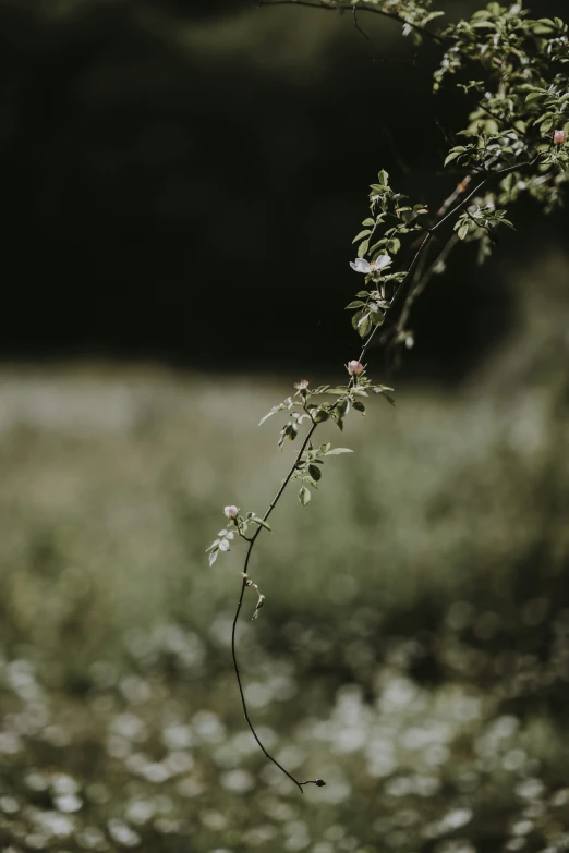 a nch that is next to a field with small flowers