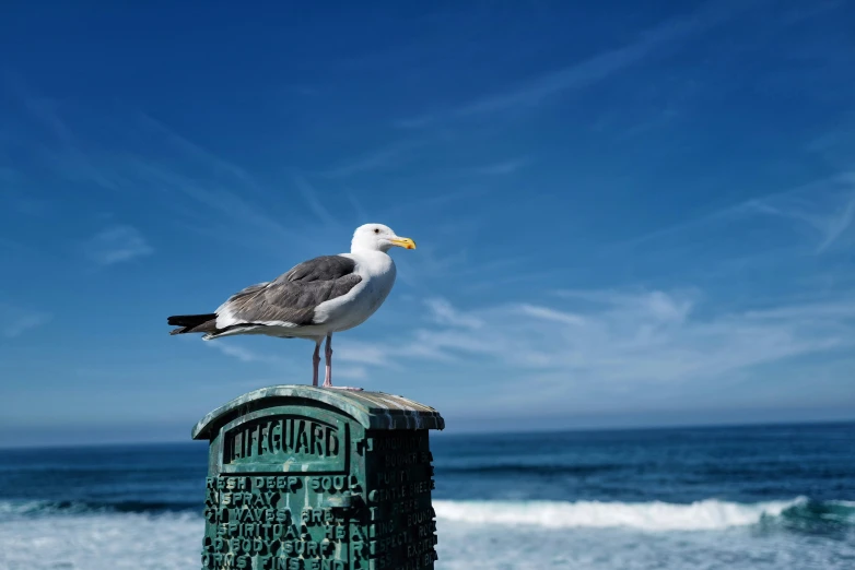 a seagull sitting on a post on the beach