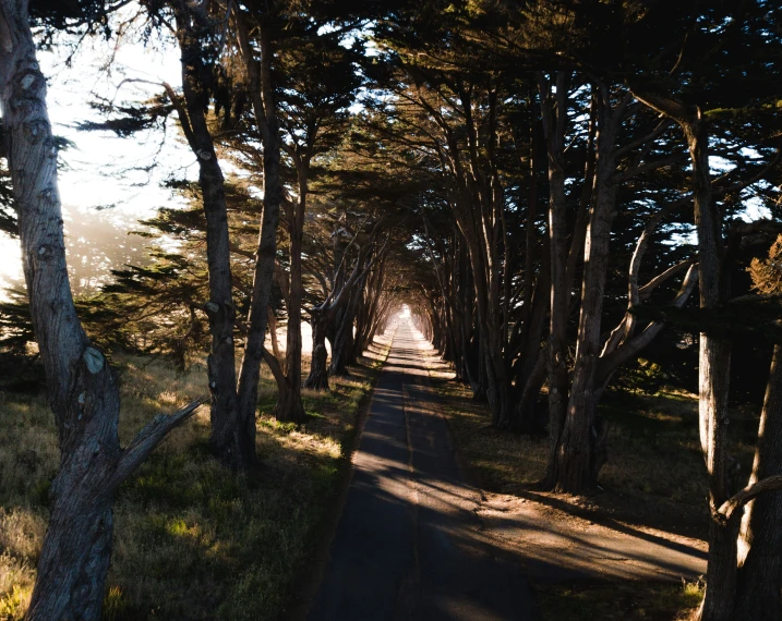 an empty pathway in a forest with trees on both sides