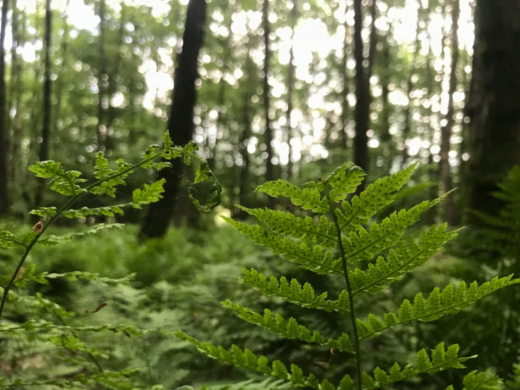 a green leafy plant grows in the middle of the forest