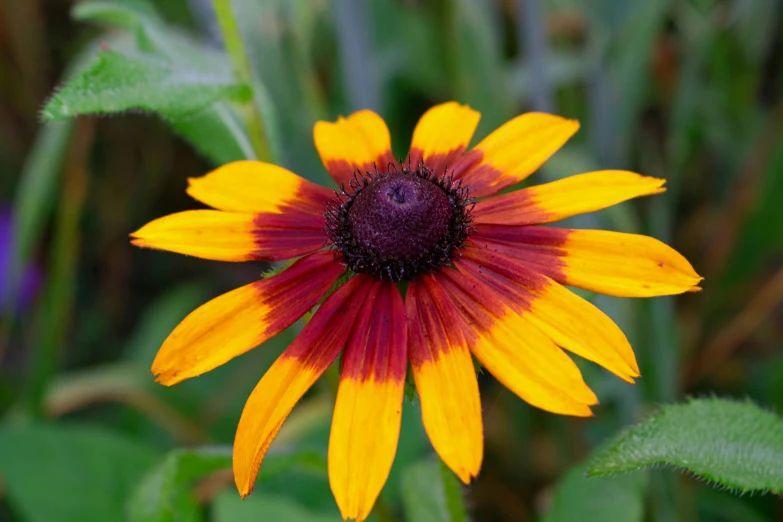 an orange and yellow flower that is in some grass