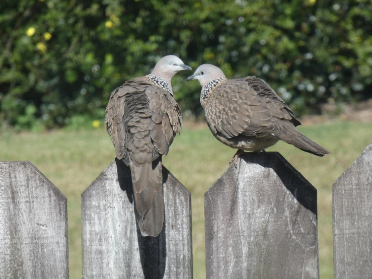 two brown and white birds perched on a wooden fence