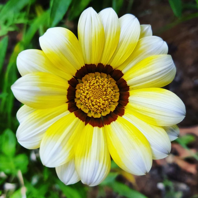an elaborate looking flower that looks like it is yellow