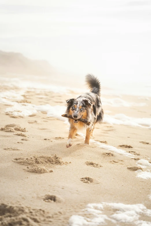 a dog that is walking across the sand