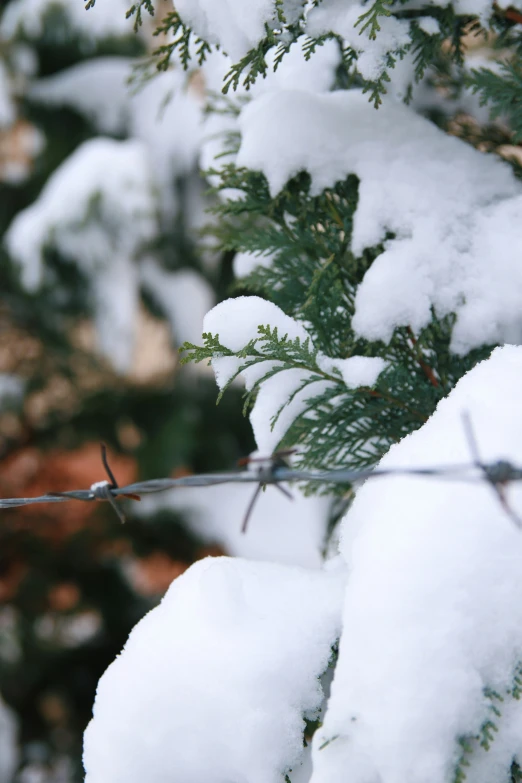 a closeup of snow on a pine tree