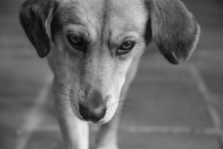 a dog with very sad looking eyes standing on a tile floor