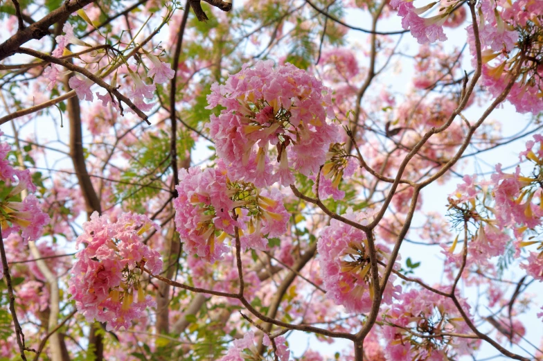 a bunch of pink flowers on a tree