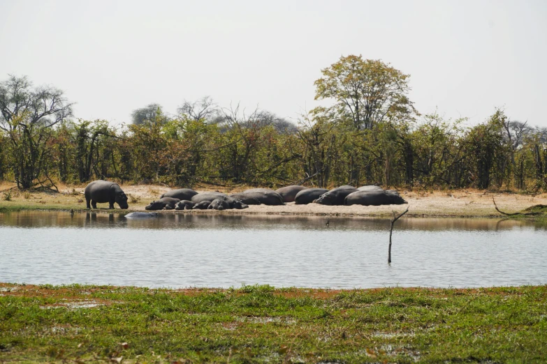 rhinos rest in the water in front of the elephants