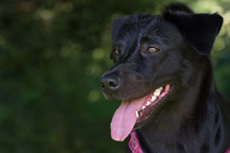 a very cute black dog wearing a pink leash