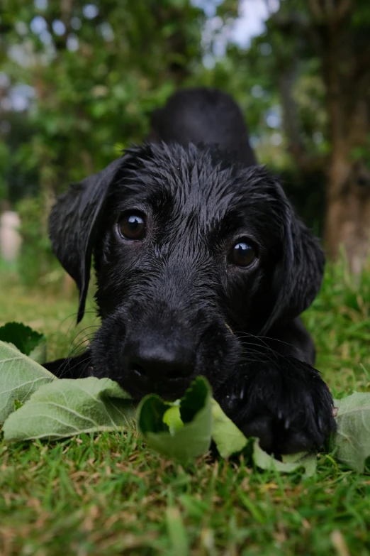 a puppy chewing on a leaf lying in the grass