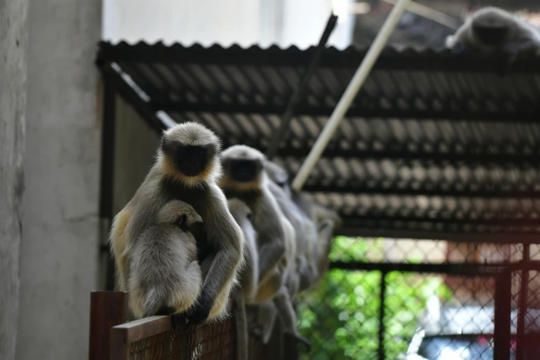 two monkeys that are sitting on a bar