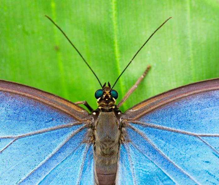 blue erfly with white wings standing on a leaf