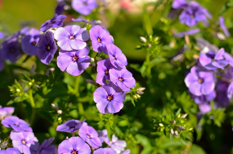 purple flowers in a garden that are almost as fresh