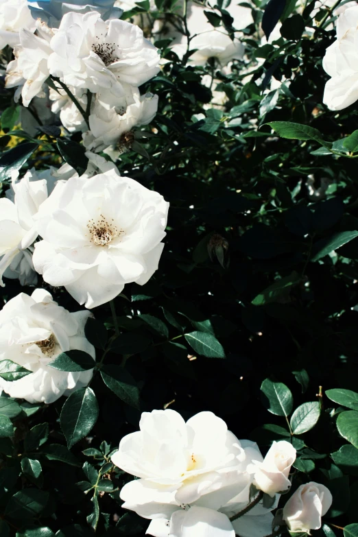 white flowers are blooming in the sunny sun