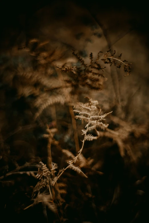 a black and white po of a plant