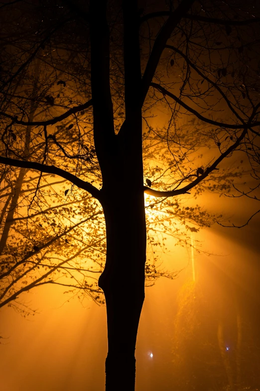 a bare tree on a snowy night in the dark