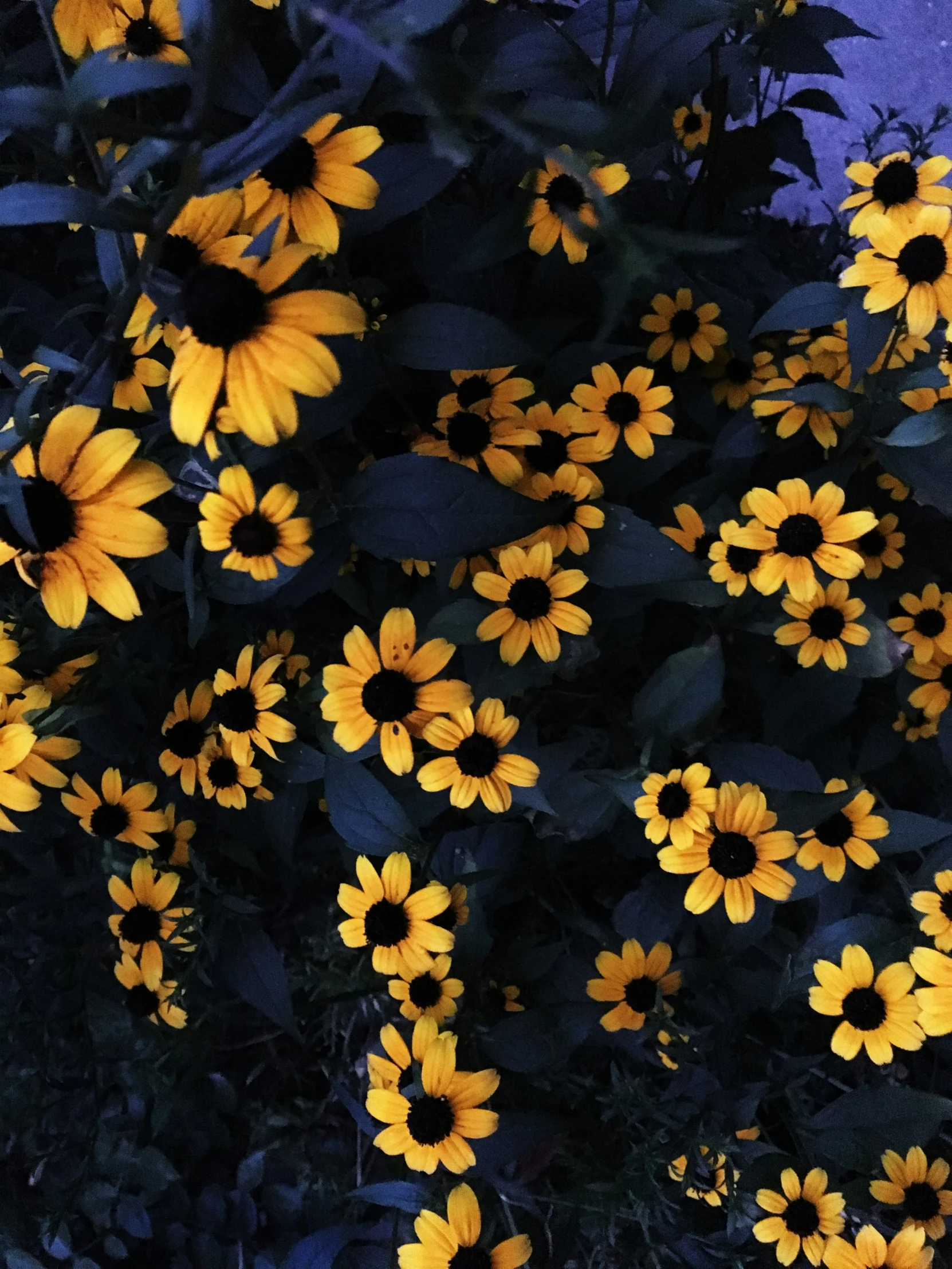 flowers on the side of a building next to some bushes