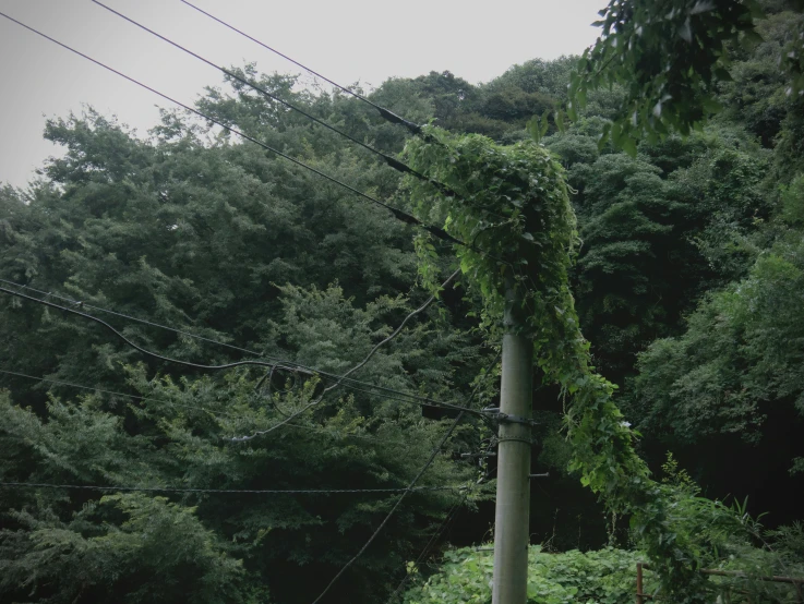 several wires and power poles with green plants on the top