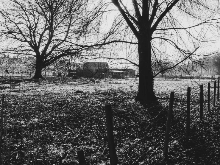 a tree is in a field with a fence