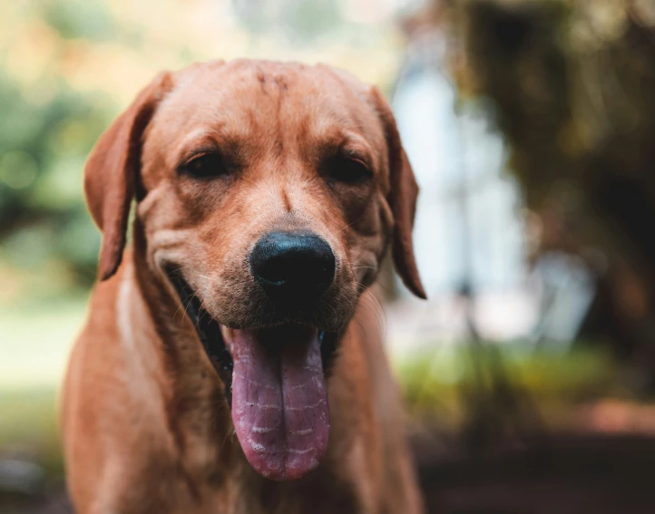 a brown dog looking to its right with his tongue out