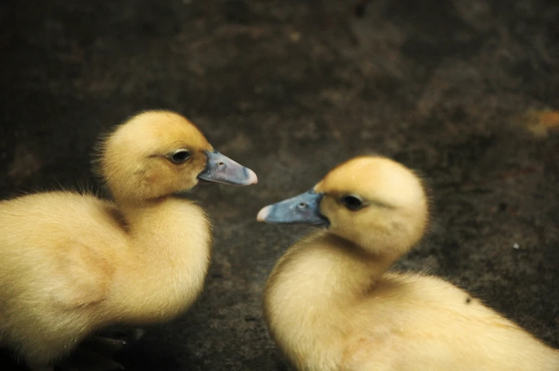 there are two ducklings that are sitting in the same place