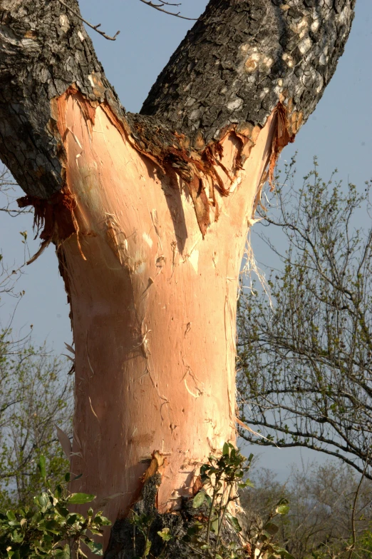 a bird perched on top of a tree trunk