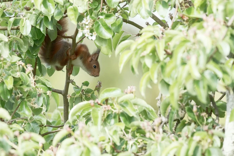 a red squirrel sitting in a tree looking out over the woods
