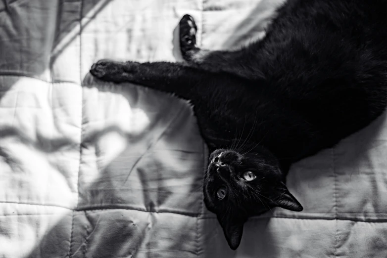 a cat laying on its back in a bed with an unmade cover