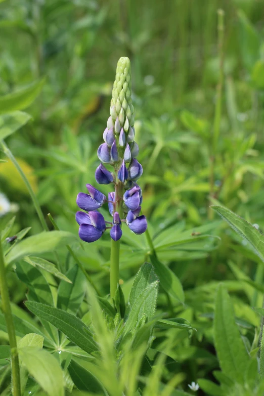 the blue and green flowers have very many leaves