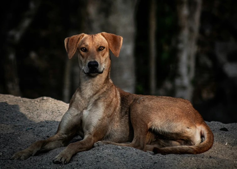 a brown dog is laying down on a rock