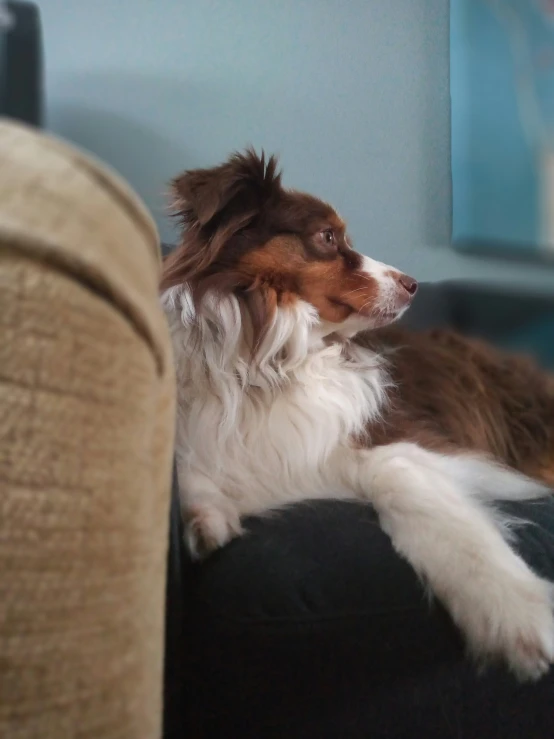 a dog is sitting in the middle of a room