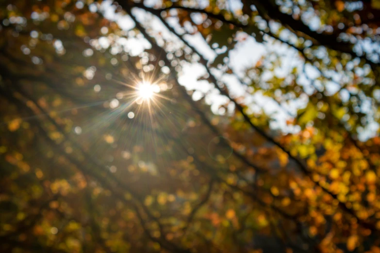 an image of bright sun through leaves in the forest