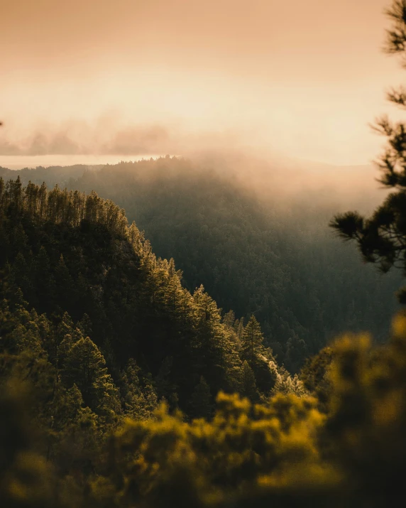 an outdoor scene of fog and the trees on a mountain top