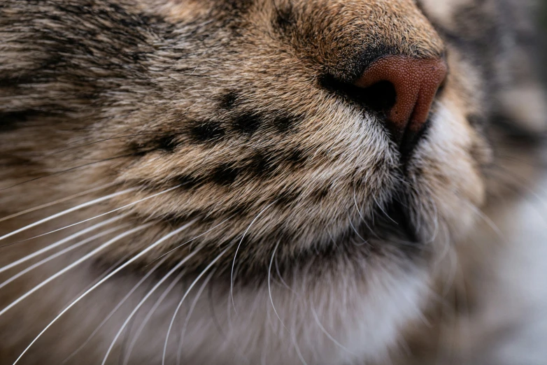 the head and face of a tabby cat