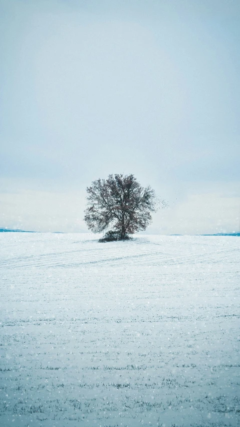 an empty tree sits alone on a snow covered hill