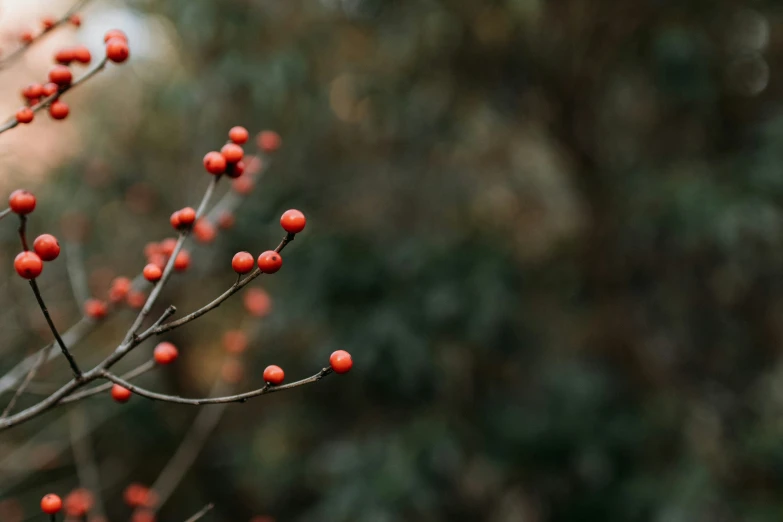 small red berries that are on a bush