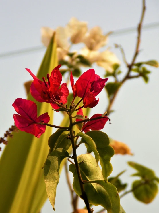 a po looking up at flowers in bloom