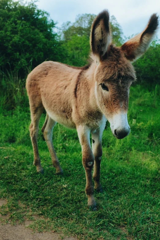 an animal standing in the grass on a hill