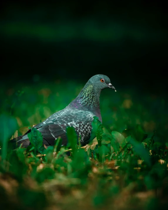 a grey and black bird is sitting on some grass