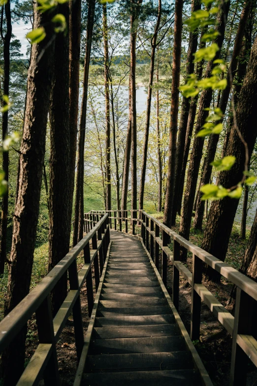 a wooden walkway crosses over a river in the forest