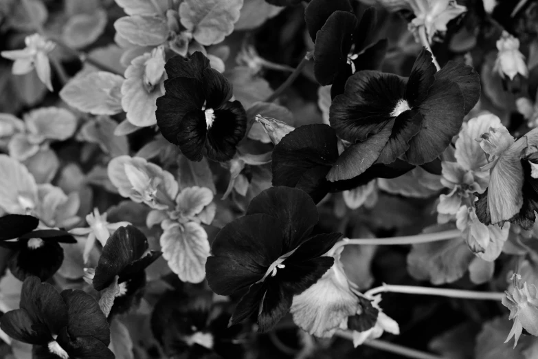 a black and white pograph of several flowers