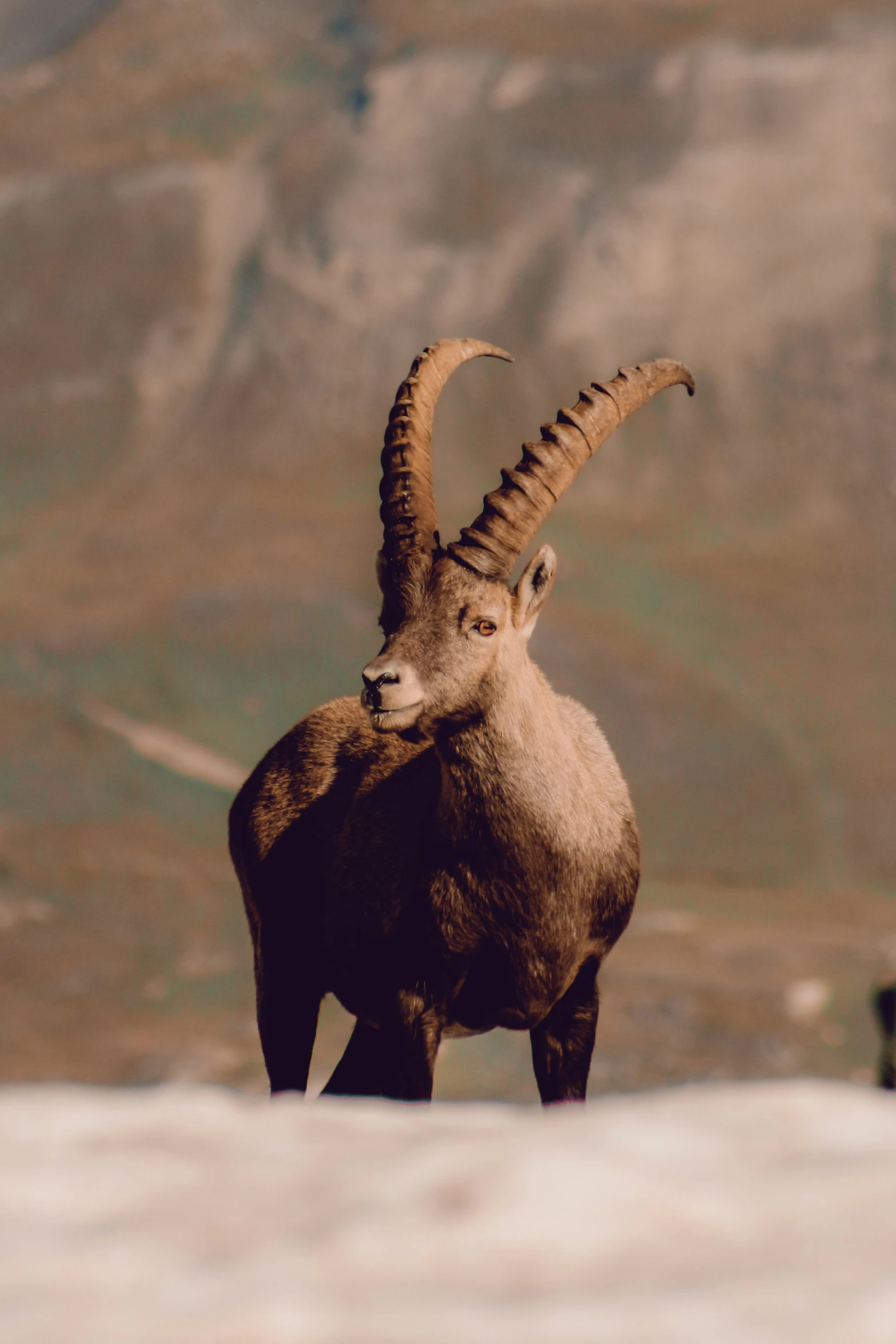 a close up of a goat standing near a mountain