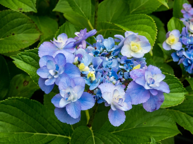 a couple of blue flowers sitting on top of green leaves