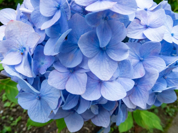 the blue flowers are blooming all over the garden