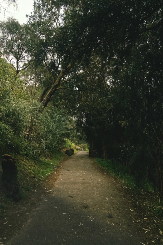 a tree lined dirt road with trees along one side