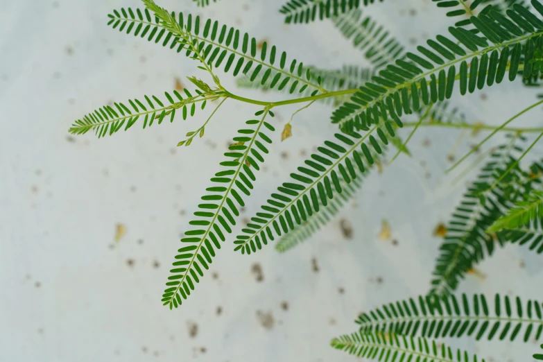 the underside of leaves and dirt on a white background