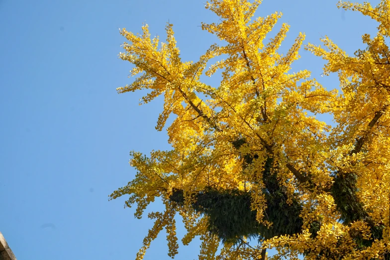 some nches are yellow and green with small leaves