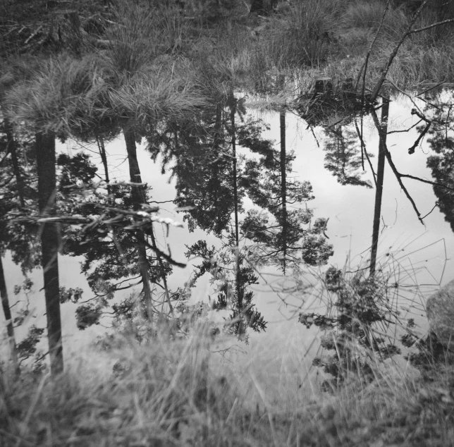 the water is still below the trees and grass